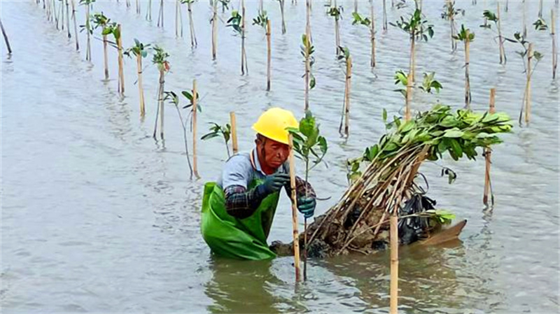 47000平方米红树林扎根金湾！政企携手共建生态屏障